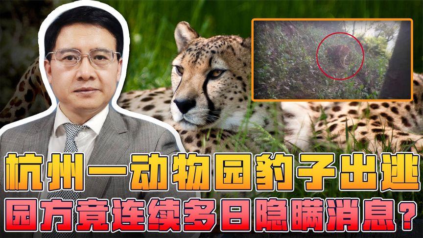 杭州金钱豹外逃4年,杭州金钱豹外逃视频