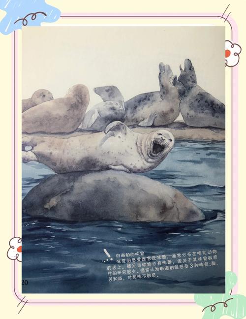 9只斑海豹放归大海,9只斑海豹放归大海了吗